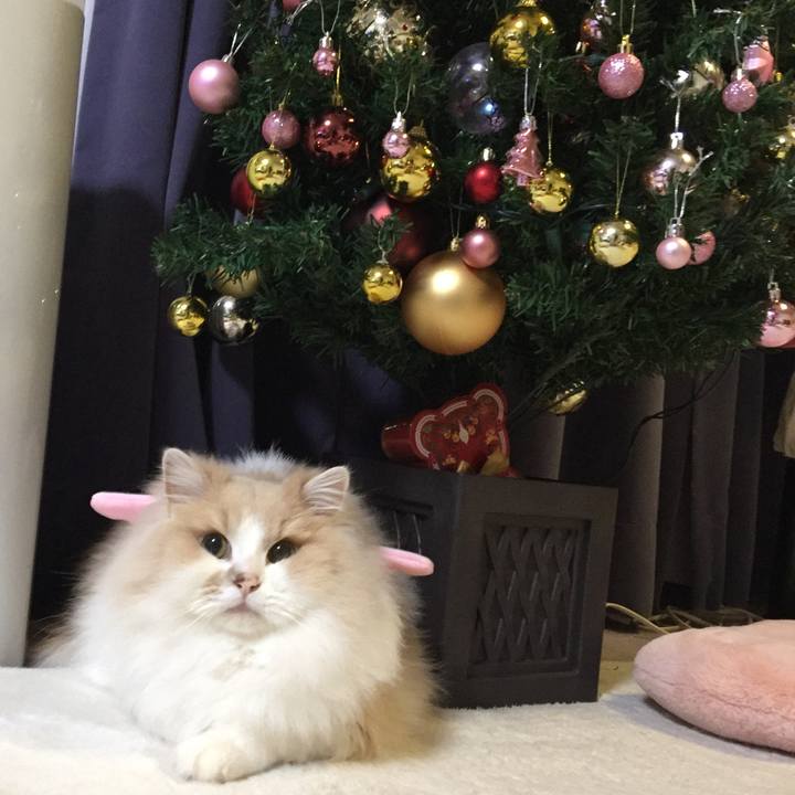 11a9cbb7 f1db 4516 944b f84afdf1d482 1545552802223