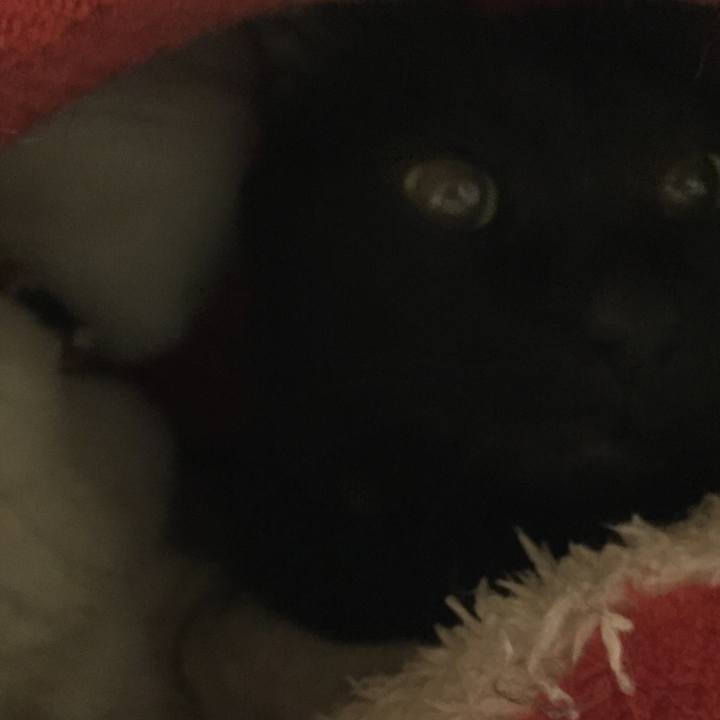 11aa2a0d 2e8a 4a10 a045 fa0efb49568b 1521455716628