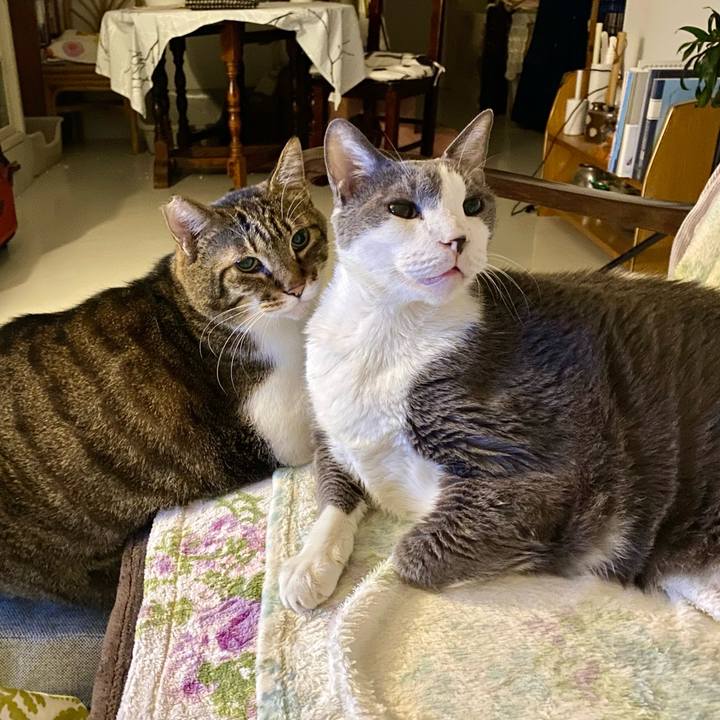 11aa7e89 5bdc 4cd0 86ff 90024df5d011 1758897432961