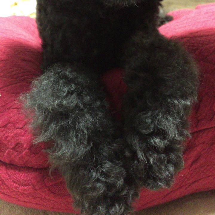 11aa9683 97f7 4970 8fef 6db33d65a210 1510389277769