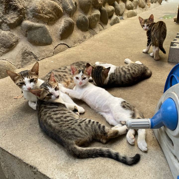 11ae7461 d492 4729 ae04 11136141522b 1628762242322