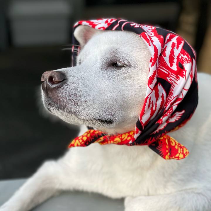 11afd4ff 9ecf 432f a530 1c63fad74c7c 1686739442570