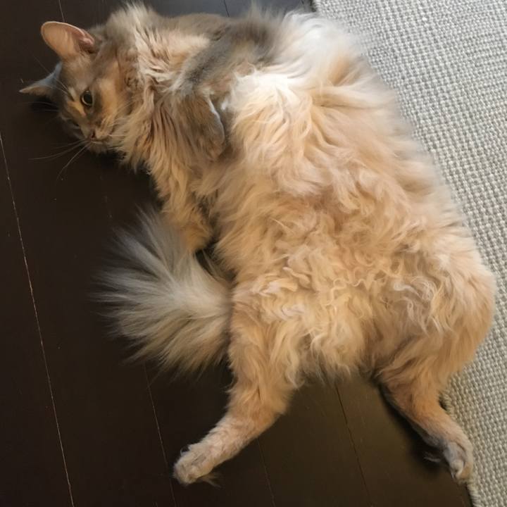 11b05e18 e39c 4d58 8764 aae317daaac6 1510730254486