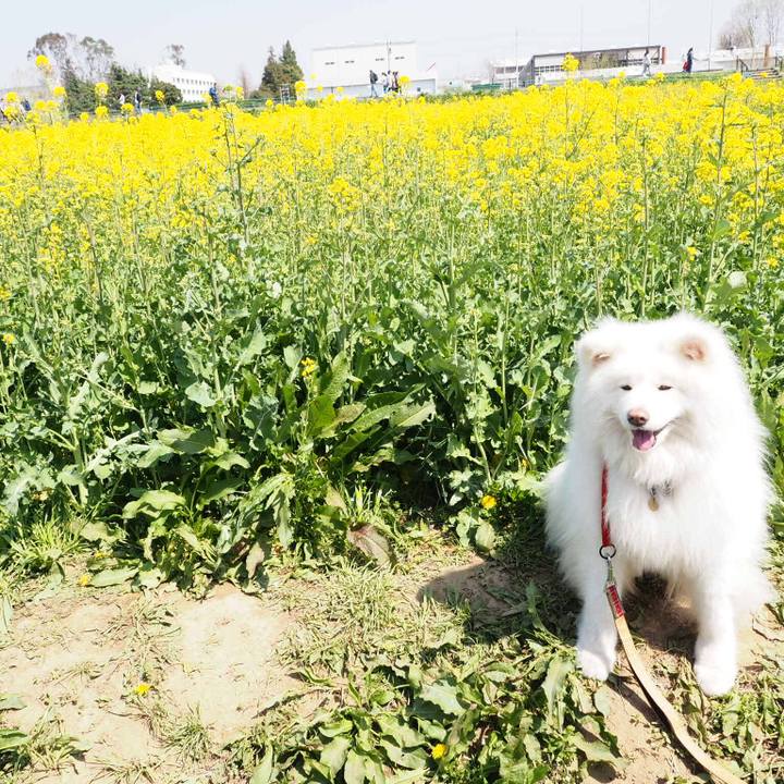 11b2d273 52b4 4c2d aecf b0103d73502f 1522485015327