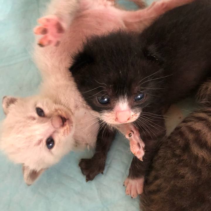 11b68c33 c07c 4fec b69e 9631c2d0f5c2 1596704333067