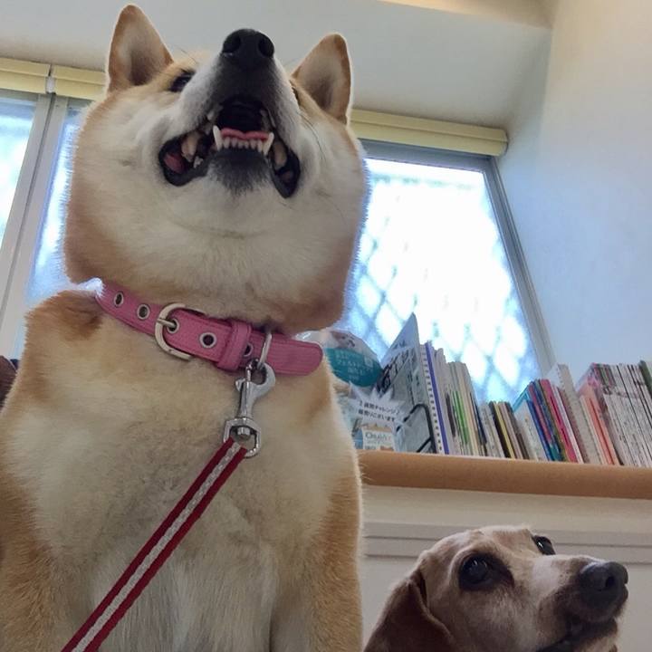 11b86a9b 13b6 4b65 a494 725bd1d9260d 1529111998316