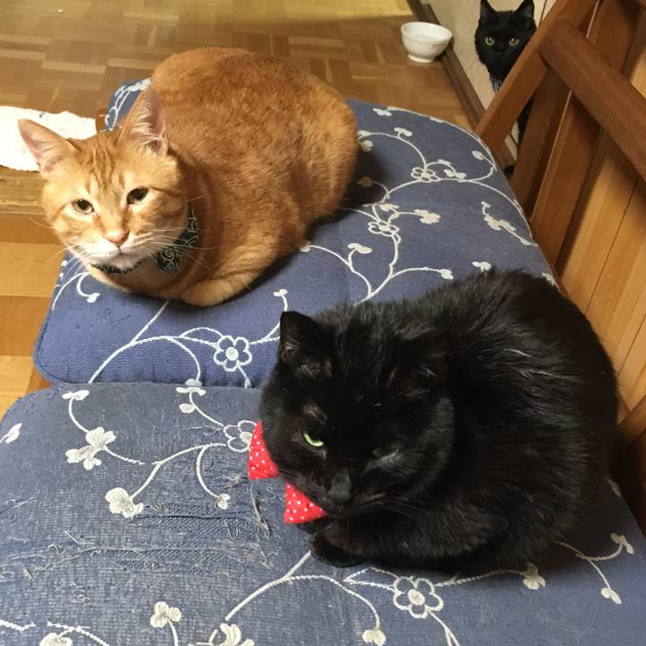 11ba93fa 1385 4ae9 b87c 55b33b4a29f8 1553024889249