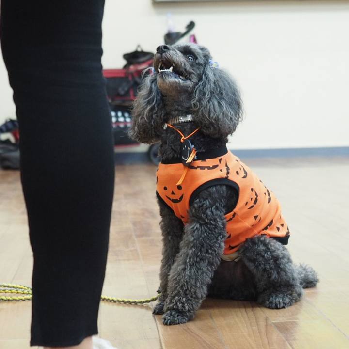 11baa0b7 1fab 4625 9e99 eec2e7350c3f 1539348877015