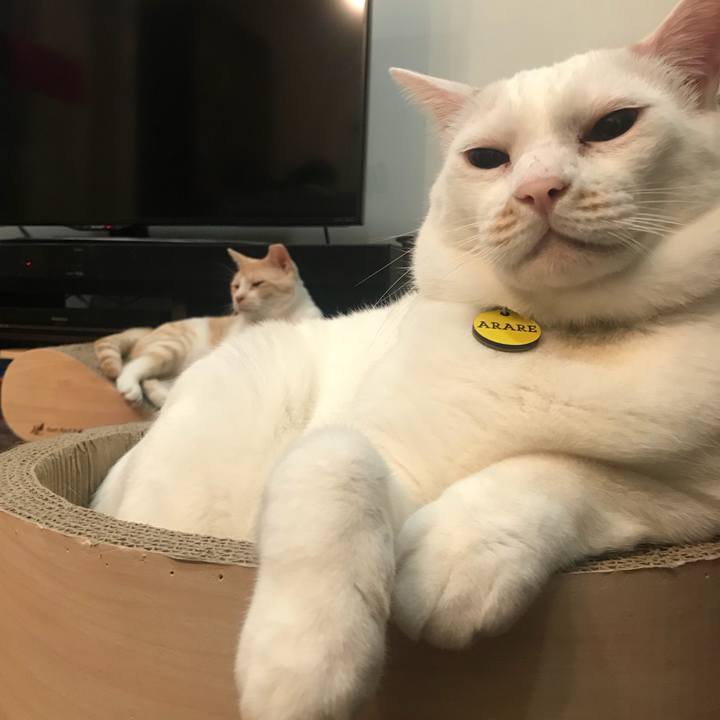 11bb7286 0b7a 4861 98f8 9f0b37efdd01 1541424061106