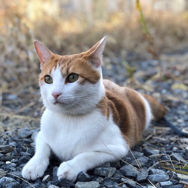 11bc17ca 6b45 4cf4 99da 5d5e71655450 1543309121947