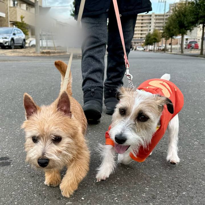 11bc782f 2cde 43cc a161 ef2a04b24a7c 1707659958602