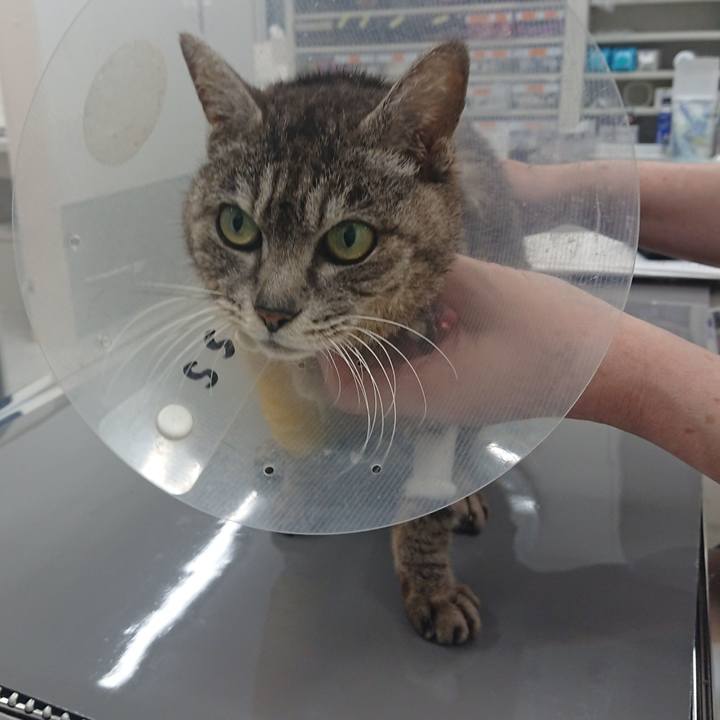 11c035ba e195 403c 8ff9 aea716766a7f 1586250317083