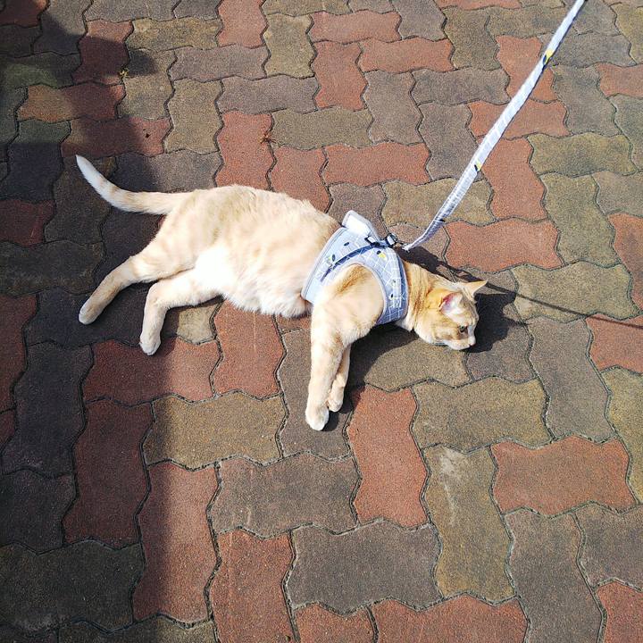 11c3453e 1ebe 4cd6 932a 876137c904a2 1663390750166