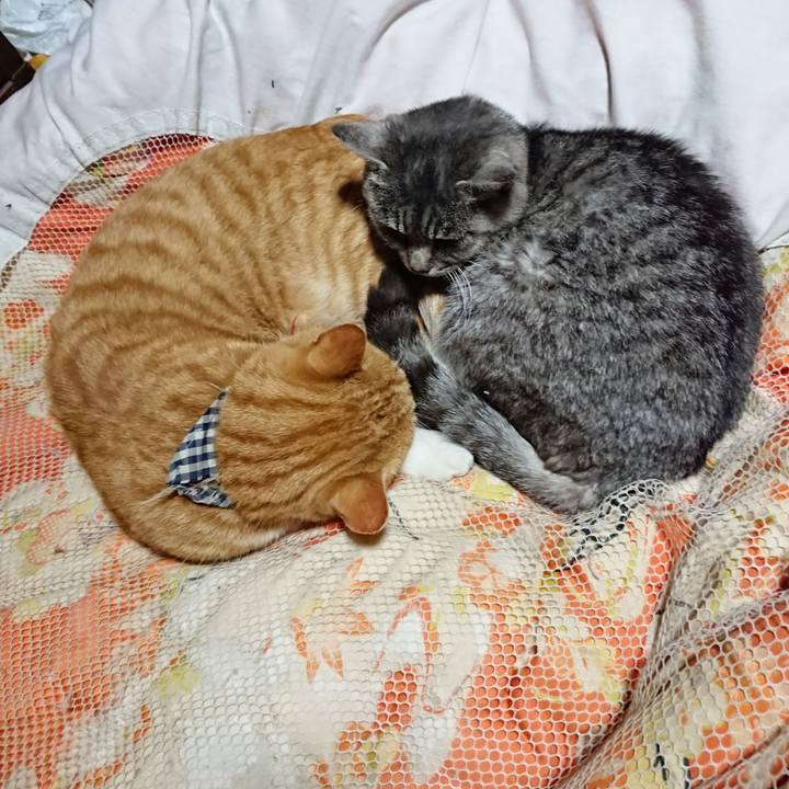 11c4bac6 c185 4a1e ac29 013a011d8fd6 1574688169658