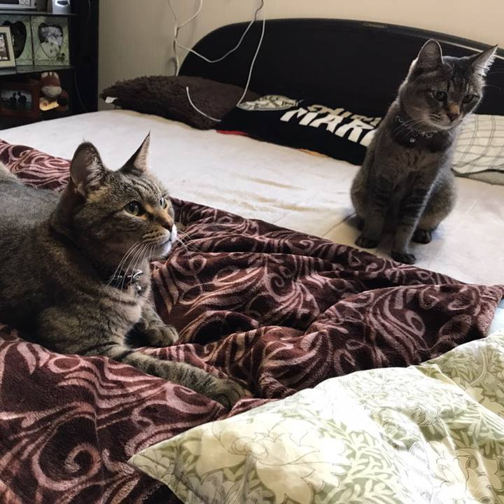 11c75e4b 9211 4848 9fe6 92025bdbbf01 1558392514668