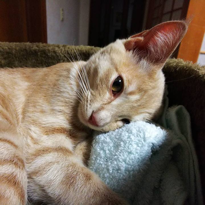 11c77b68 6b71 4745 a2b8 286b9cf7b118 1543738319152