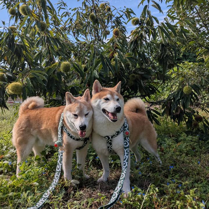 11c815ac 86ab 4b82 97b4 182dcdf95281 1759375016248