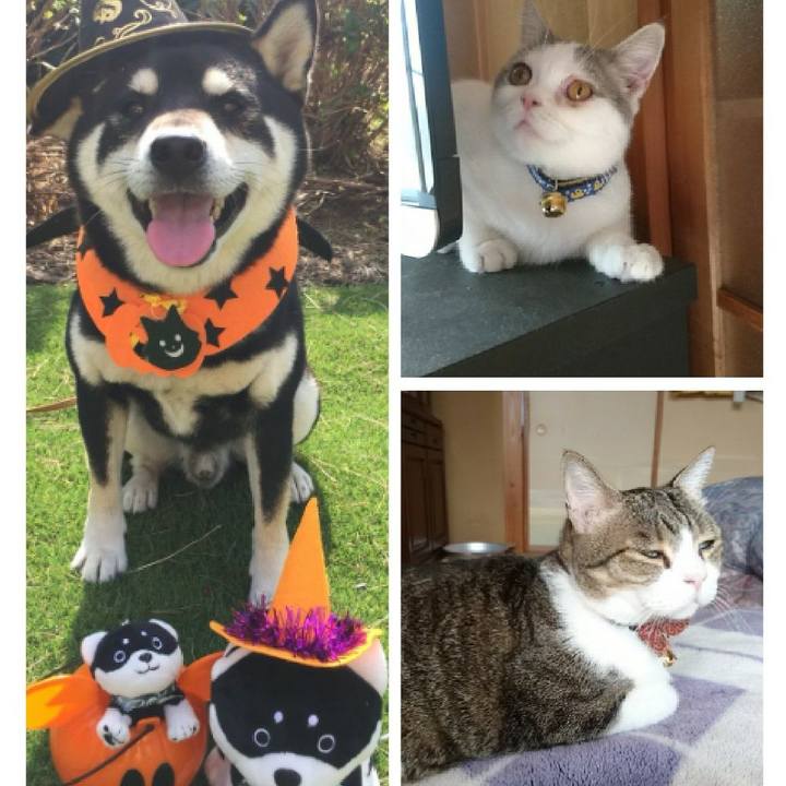 11ca03e0 ebb1 4f6f 828e d14b4ca48df8 1540980548783