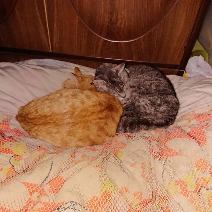 11cba2f3 c5d3 46cf 9af0 529f74e81450 1587221961978