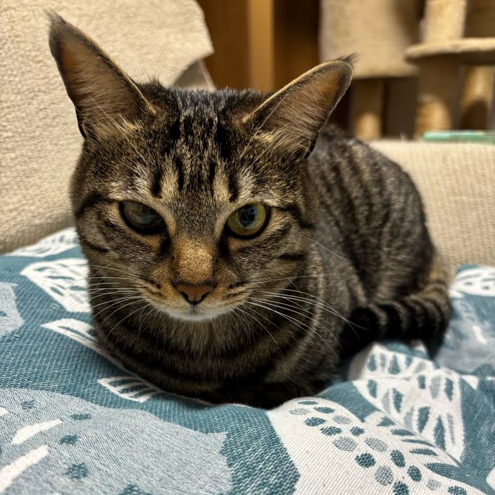 11cbee87 91a9 4515 9e04 1e201670d4be 1770774826215