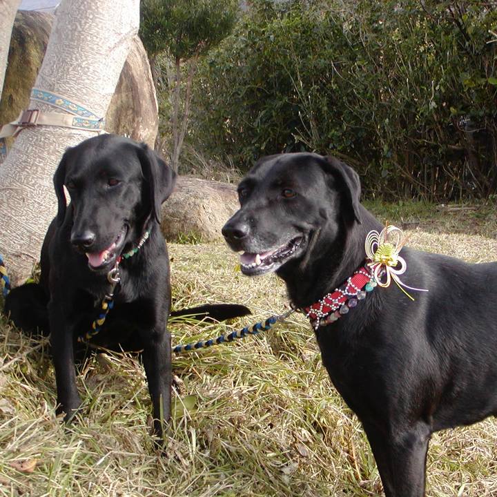 11cdbcc9 b33a 4ae8 a284 0264cdc8c6a0 1577855052137