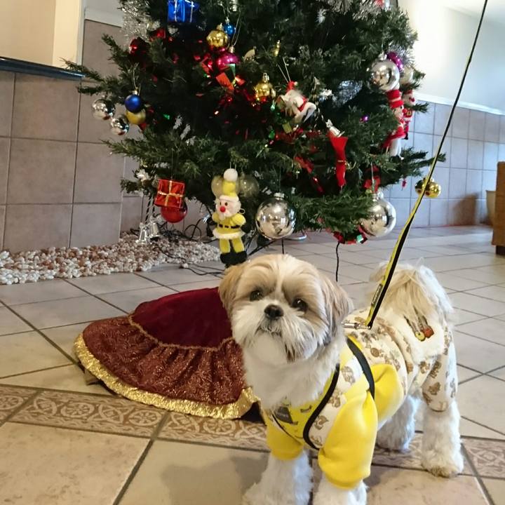 11ceb5f0 c442 4f79 8212 03fe56d9b70a 1545535695846