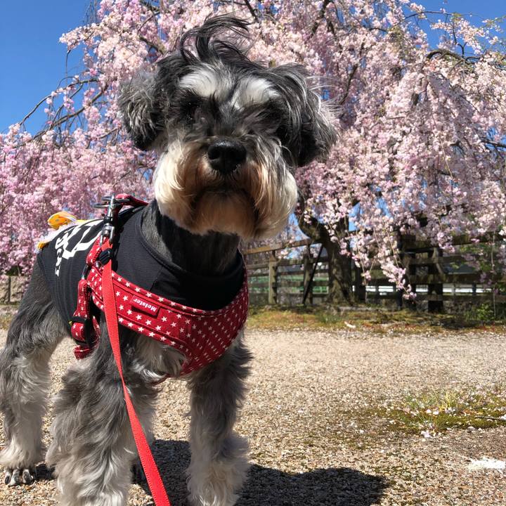 11cf0474 b268 49de b0da a57293829678 1555738973246