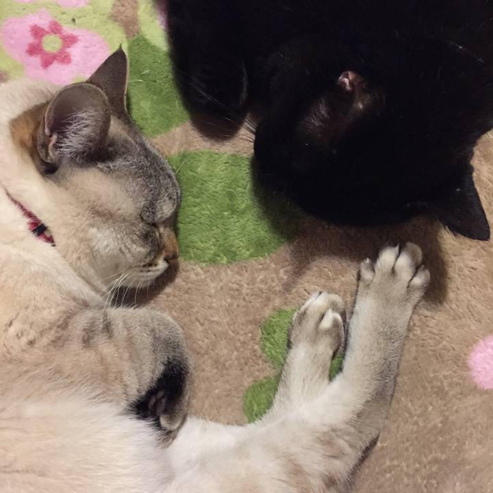 11cf0ce0 9352 44c1 9b51 91215d822b2c 1515410848138