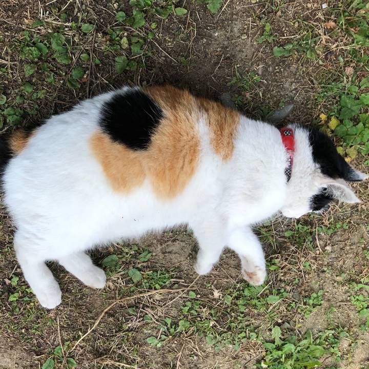 11cf56c3 8756 45ba aaf8 fa960709d19f 1605478504876