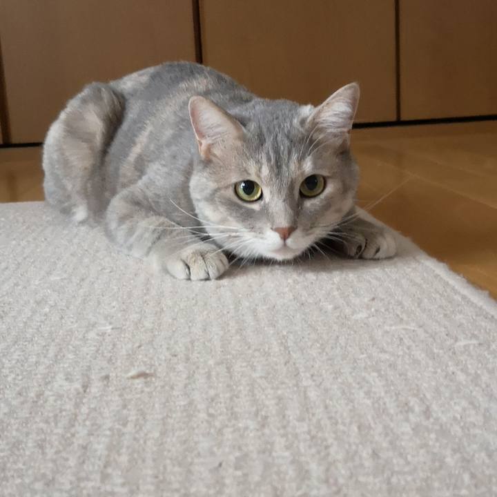 11d2c2ab a87f 4b7f 98cf a36eca62ac6c 1565825733545