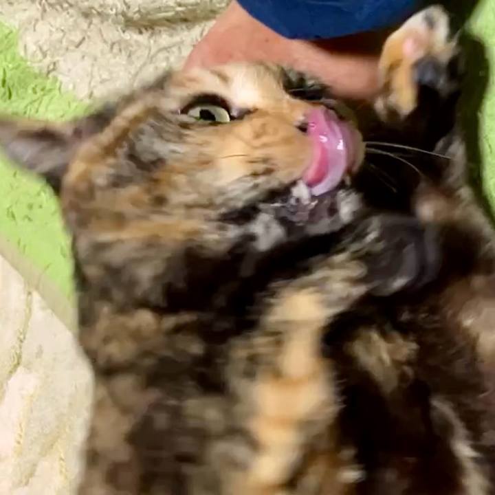 11d34d85 f091 4e89 82f1 2208a8672e4b 1738268359964