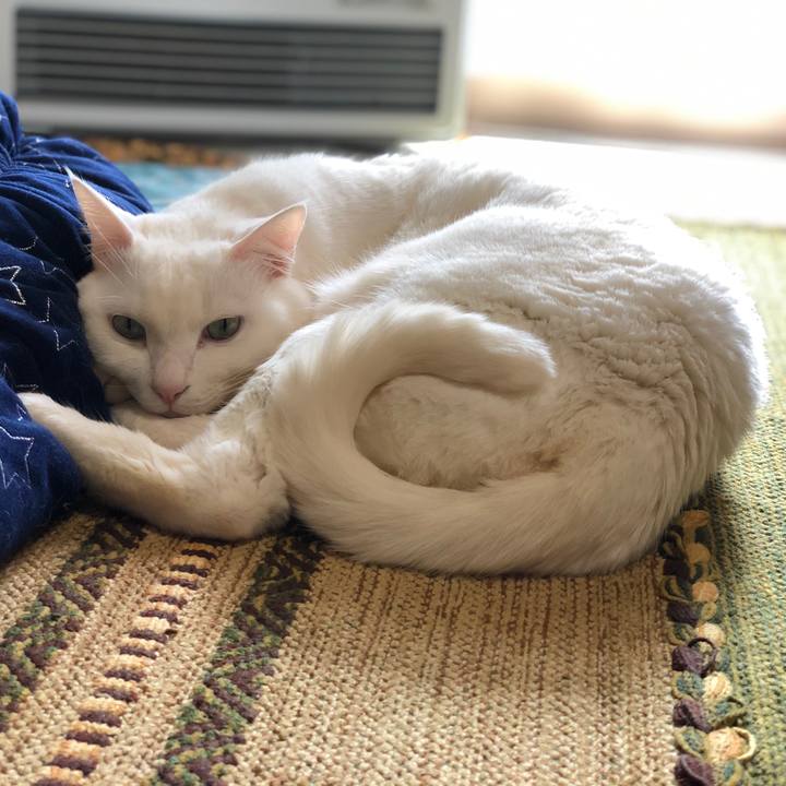 11d4dbb4 a50a 4e15 a3e7 330cf3a5f093 1581334199282