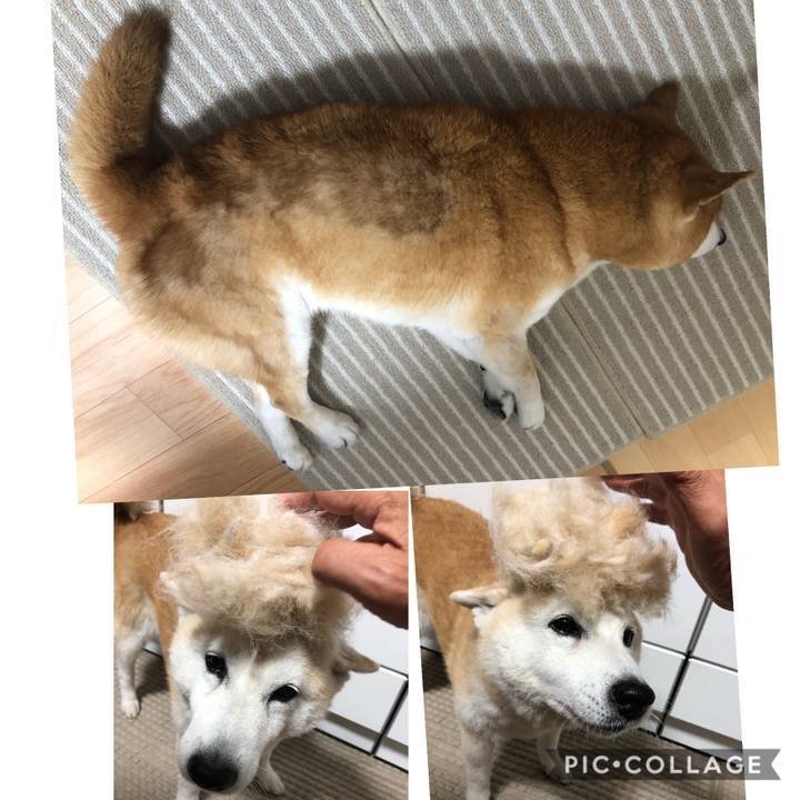 11d8b865 46fb 4ad4 a1ee 3ab6e5cd0d6c 1559339142559