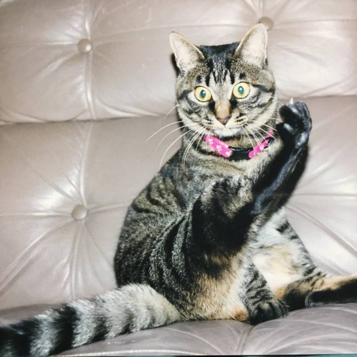 11dc1cf7 b412 4e7a a9e7 707efd145c42 1524387670427