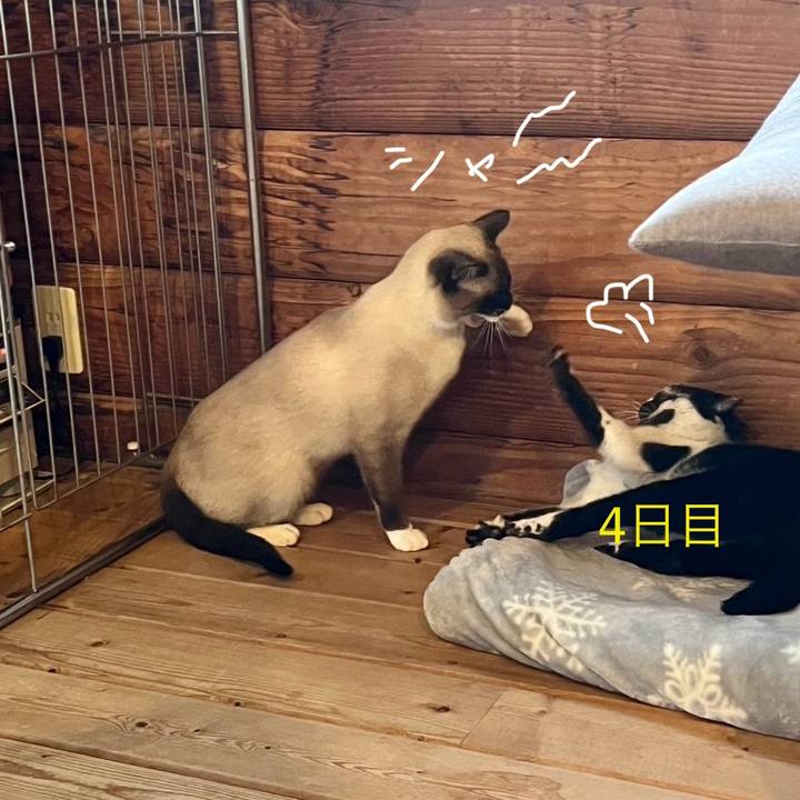 11dc411e b1ce 4822 bddf c927ab8fefea 1736080590606