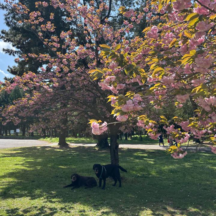 11e2f703 11fb 4eab b09b 32c3ae8d2d94 1775913963168