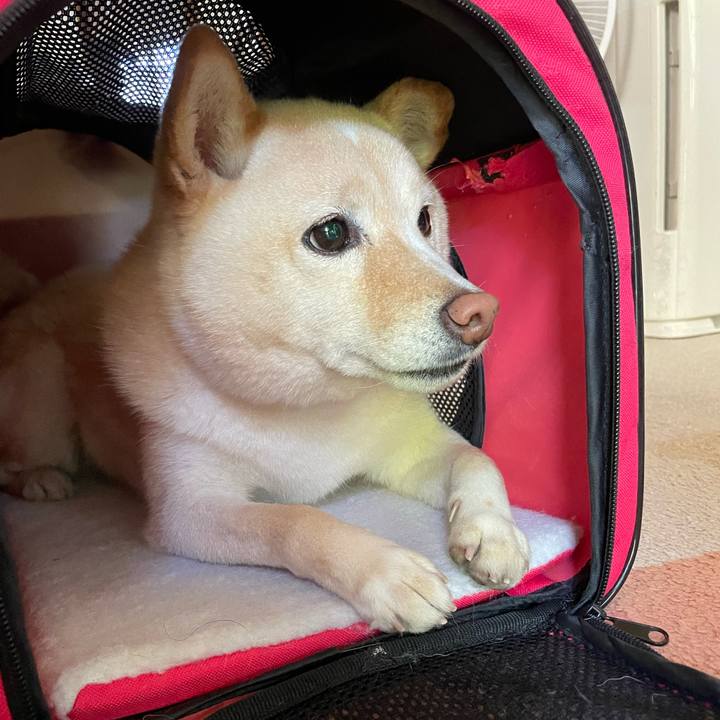 11e665c6 052d 43ff 8bc7 2c94d4bd4a7a 1683362362398