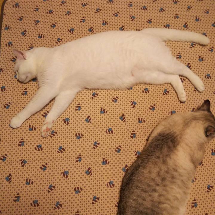 11e94623 0f38 4ffb 97e9 cec9e64d7fec 1535192802834