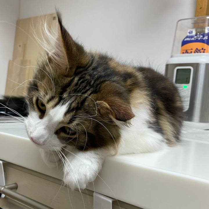 11eaafbb 3cc8 4f28 87c2 3c1a485d2456 1635884734728