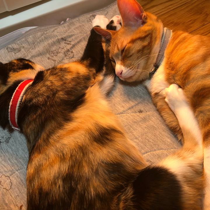 11eb6504 1390 445a afef 47724967062d 1547639063732