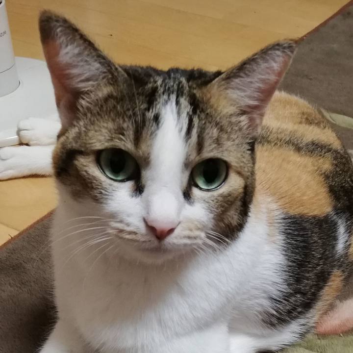 11ecdf75 e6b9 4bcd be1b 6f4f389920fe 1636150041582