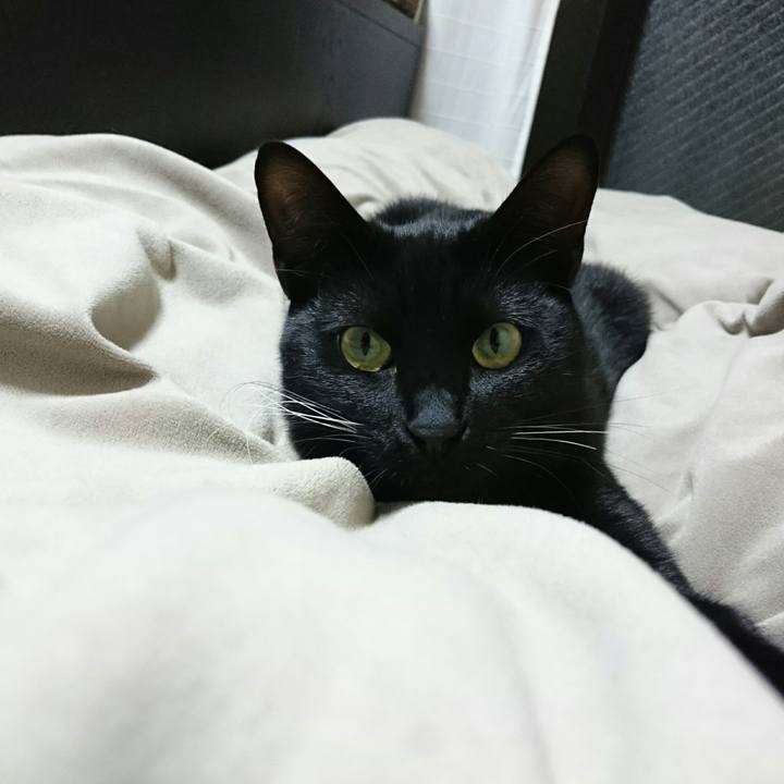 11ed6ab4 4055 48ee 9198 3cff8c6b847e 1513645201230