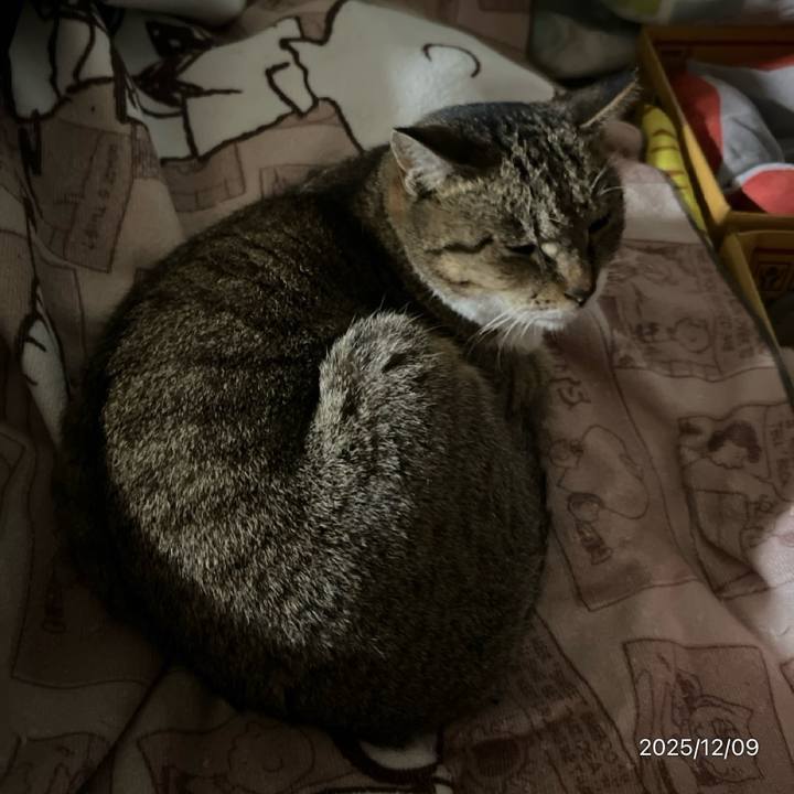 11ee9d2f 6d8e 4015 ae0f a6ebf9fe36d6 1765231816952