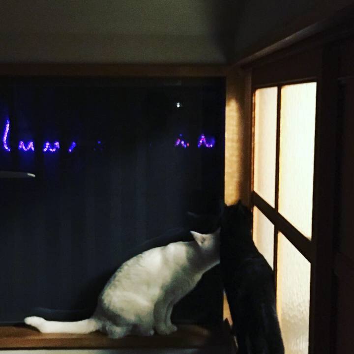 11f0a59f ba0d 4c62 966b e7854a3885d3 1543335745686