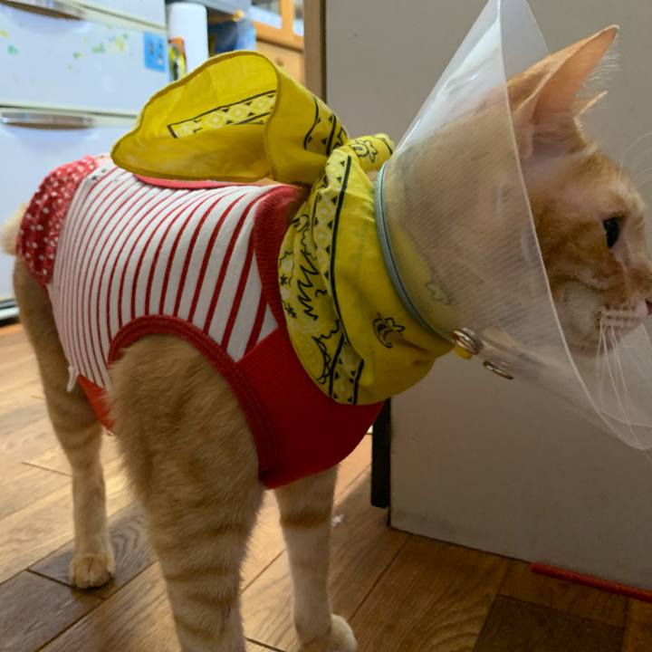 11f16529 f499 44e3 9de4 ad5eccfe22bd 1622813885041