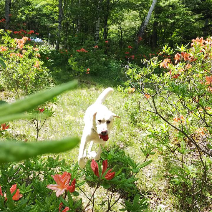 11f2ad1c 1d70 4b8f b437 379d6bcc16bd 1528000305579