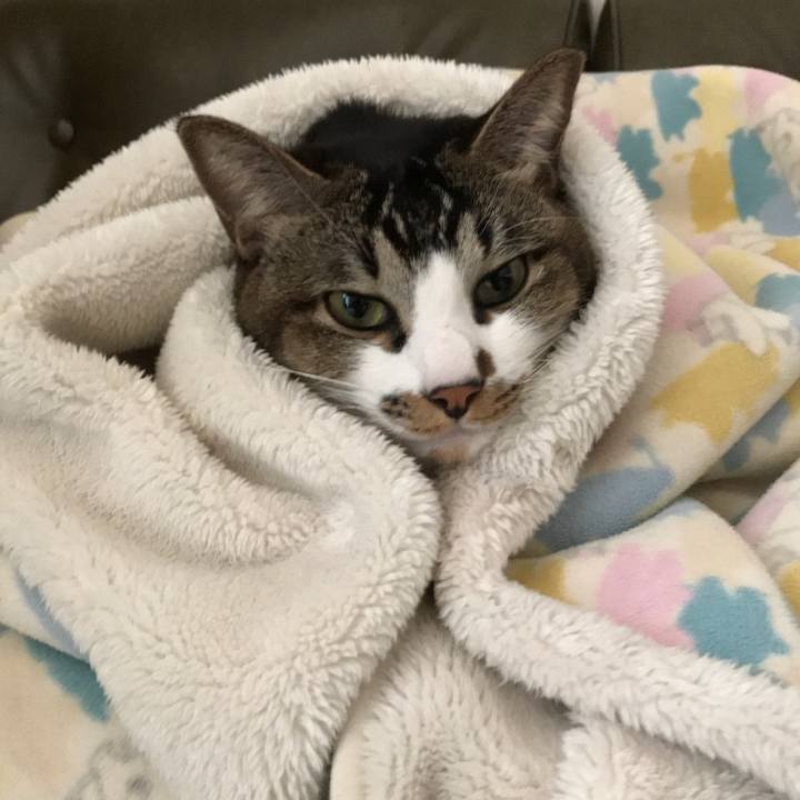 11f4b31a 73b5 4c0e 87c2 03884515e18f 1543316873508