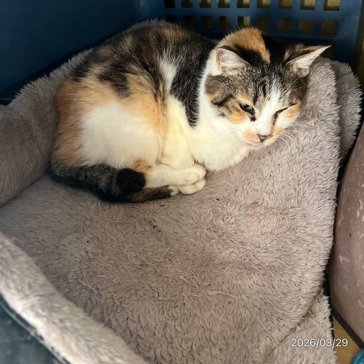 11f4fa7a 4139 4c60 b72e 55322205f0f8 1774750494590