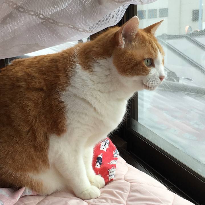 11fb21e3 6bc2 4139 a456 d8f9cd76cad0 1590533136623