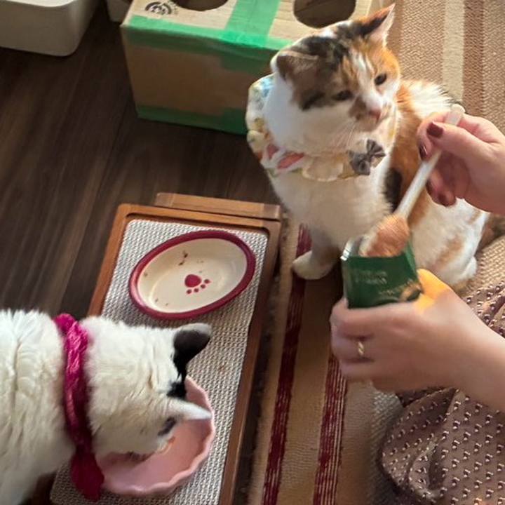 11ff4cd0 5b41 412f a129 17d6c2c00ac3 1771770335442